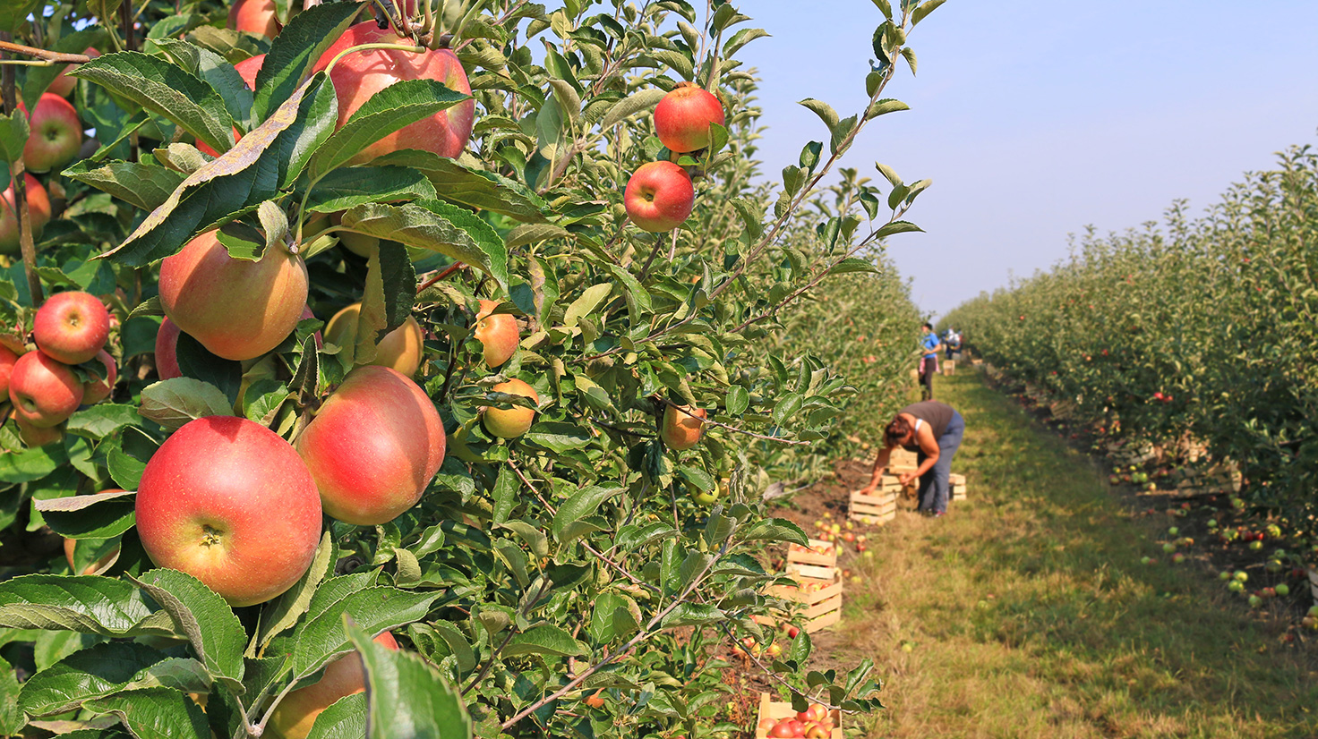 Are you ready for the upcoming fruit picking season?
