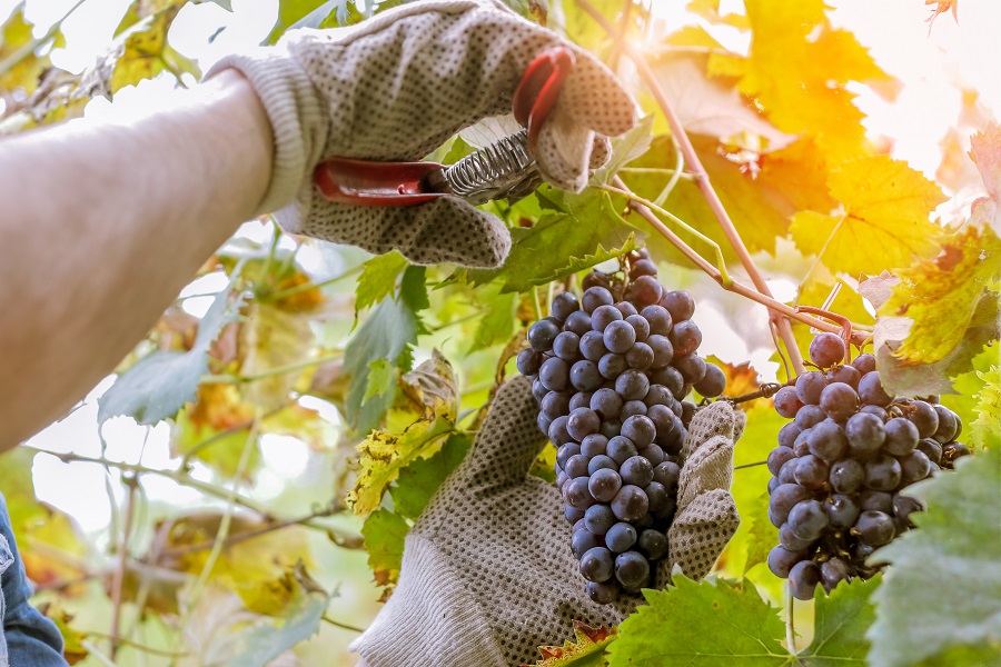 Boost your Grape Harvest with the Right Scale From Able Scale