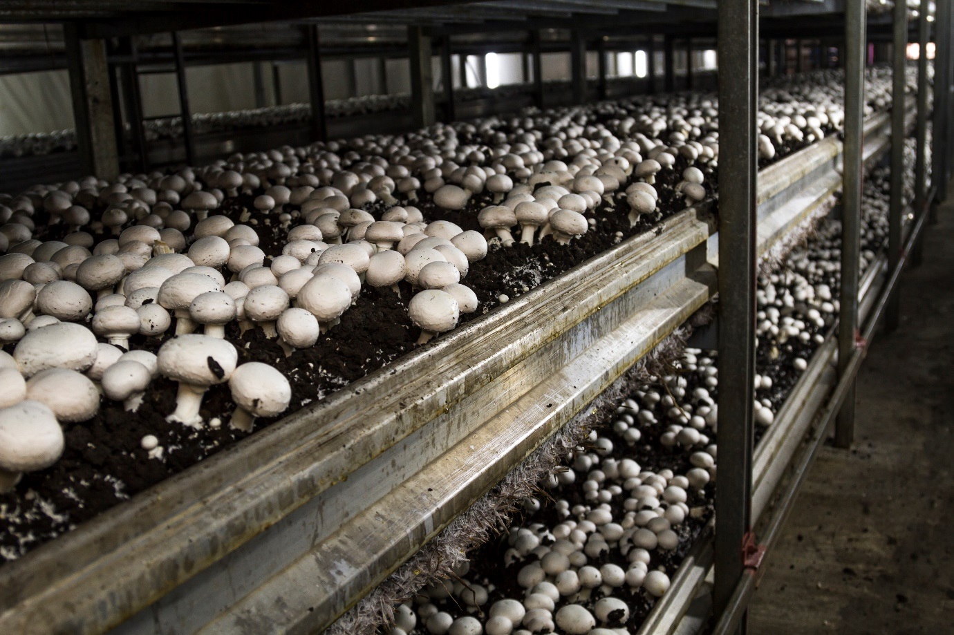 Case Study- Food picking and packing scale for Australia’s largest Mushroom Growers